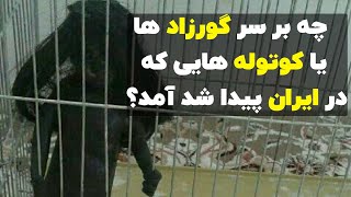 چه اتفاقی سر گورزاد یا کوتوله ای که در ایران پیدا شده بود آمد؟