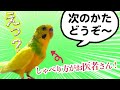 インコのおしゃべりがまるでオッサンw【腹筋崩壊】vlog243
