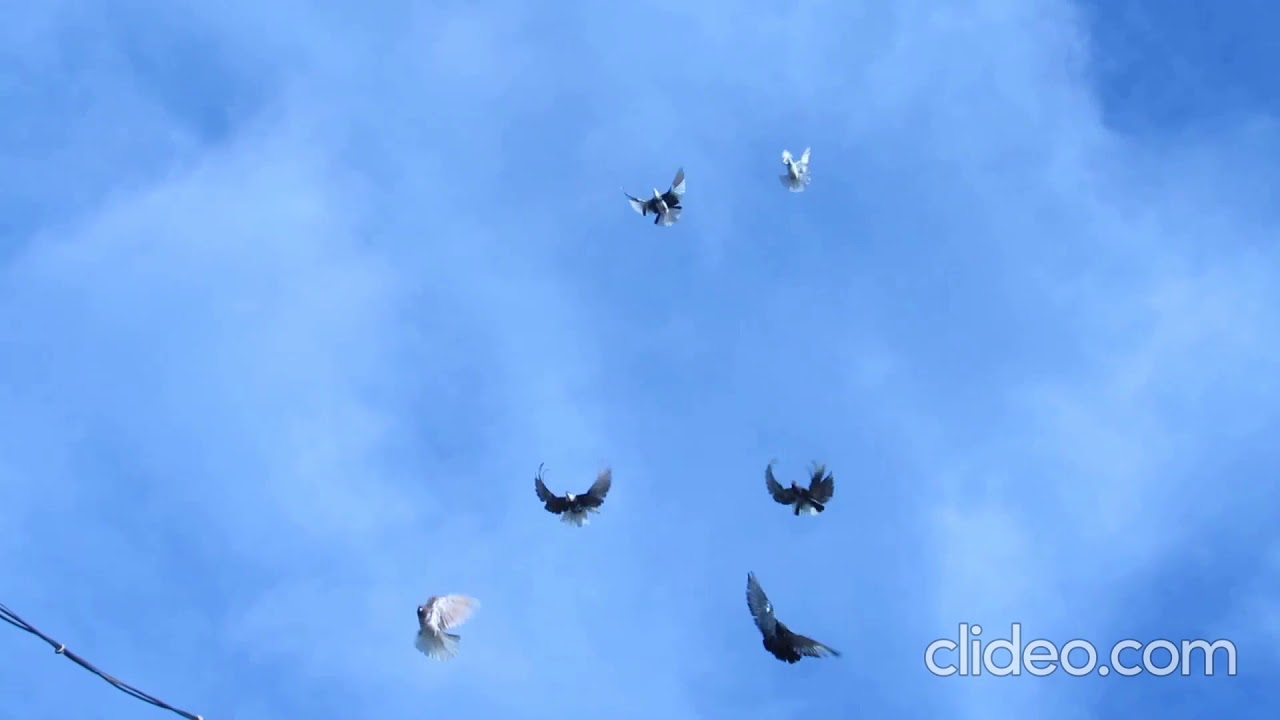 азур в737. улетающий самолет. самолет из томска летал в стрежевом. уехавшие из россии. сейчас улетел.