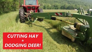 Cutting Hay &amp; Dodging Deer - MF 1105 w/ Krone 2801cv