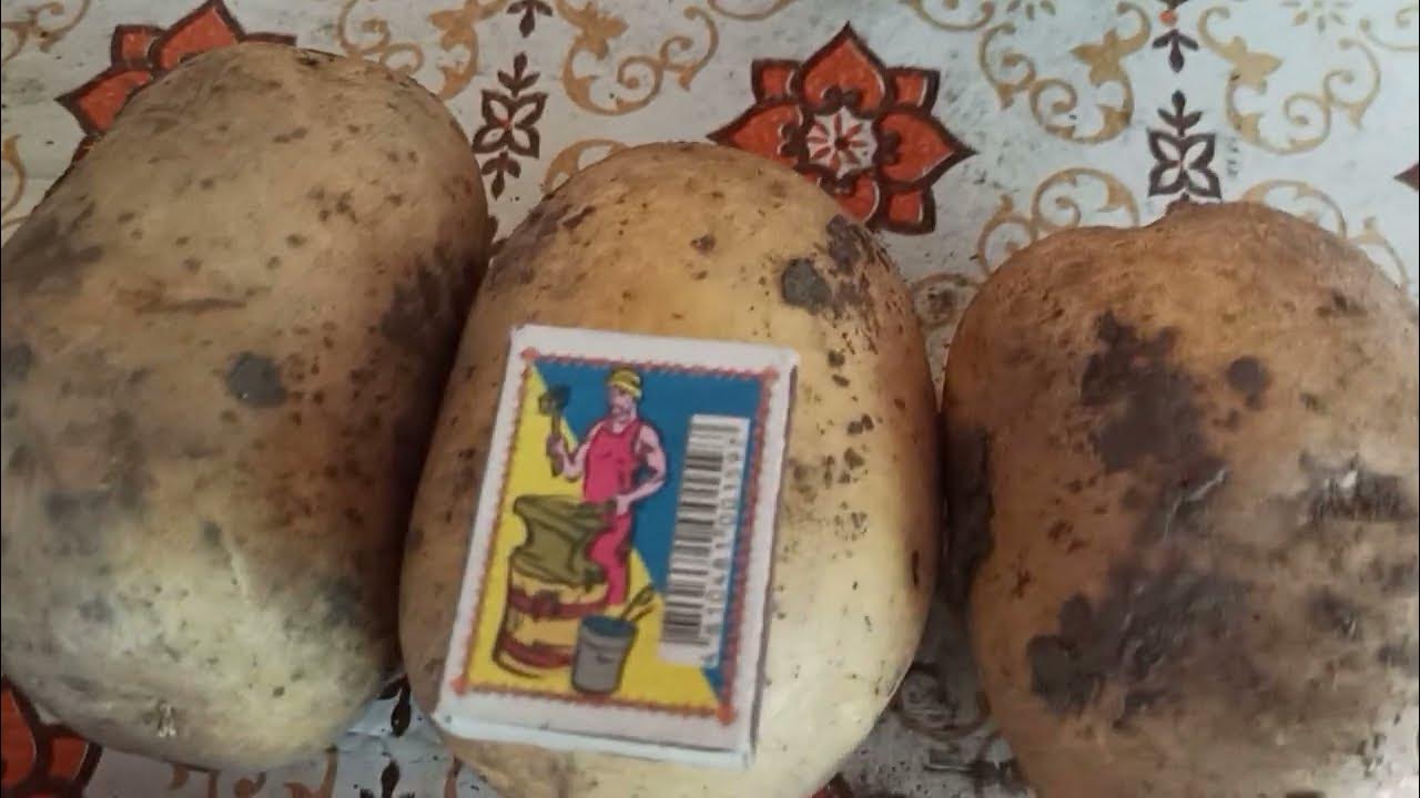 Хотите 800 кг 🥔 картошки из сотки?Смотрите до конца! - YouTube