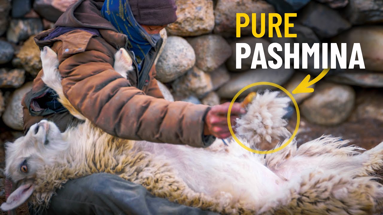 How Pashmina/Cashmere Wool is Produced | A Himalayan Herder Explains