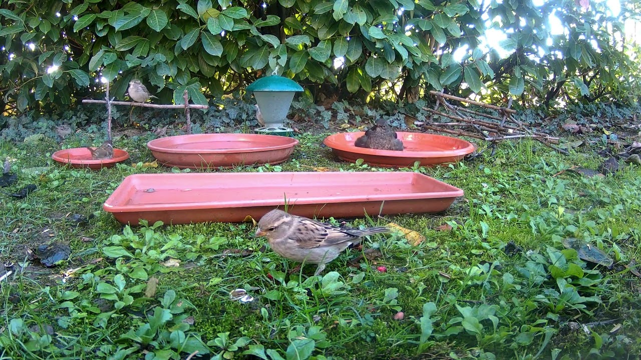 Birdgardening November 07, 2023