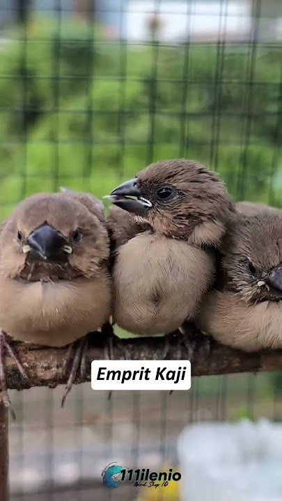 Anakan burung Emprit Kaji minta makan #emprit #empritkaji