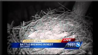 Battle brewing over Decorah eagle nest