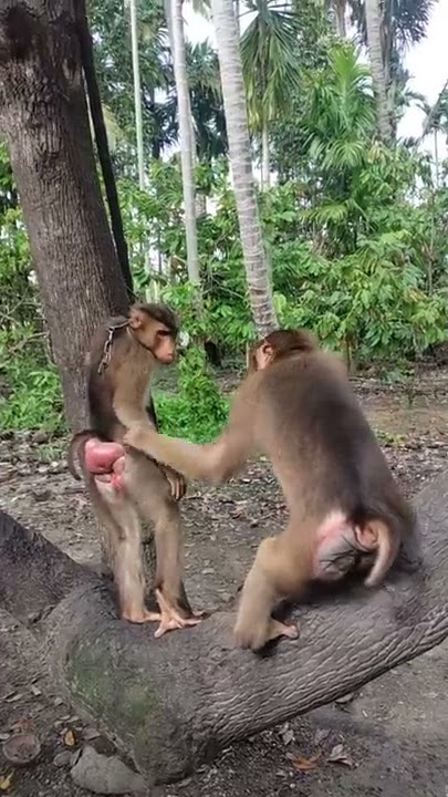 Monyet   beraksi