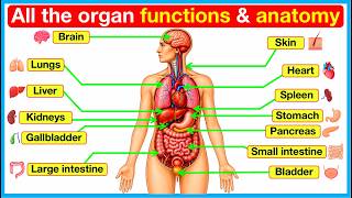 Major Organ Functions & Anatomy ✅ | Location, Function & Process | Quick & Easy Learning Video