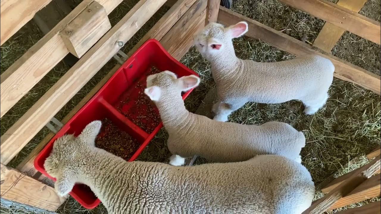 Lambing Quick Tip Creep Feeder Lambs YouTube