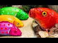 Stop Motion ASMR - Crocodile hunting Pink Catfish to save colorful Koi Fish