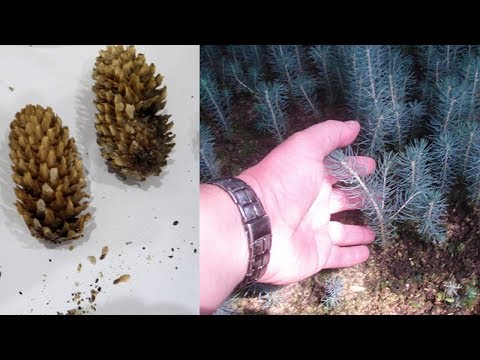 Video: Kako Gojiti Palmo Iz Semena