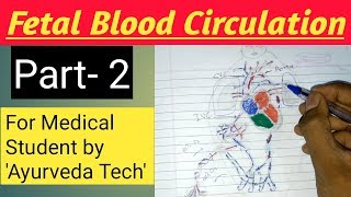 Fetal Circulation | Circulation of baby | Embryology | Anatomy | hindi Part-2