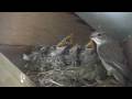 Spotted Flycatcher Family Spotted Flycatcher Family