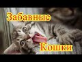 Забавные животные. Кошки. Позитив. Создай себе хорошее настроение