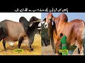 7 most expensive and biggest bulls in pakistan  top x tv
