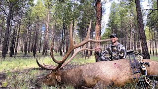 Arizona Archery Bulls