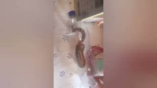 Cobra jararaca