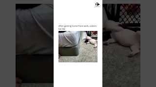 Taking the "eat,sleep,code,repeat" game seriously 💪 #shorts