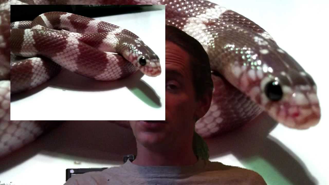 girls like you Reptile News: No more cats and dogs