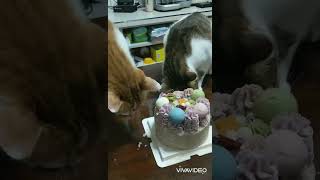 20210704 曦曦姆姆生日蛋糕開吃-1