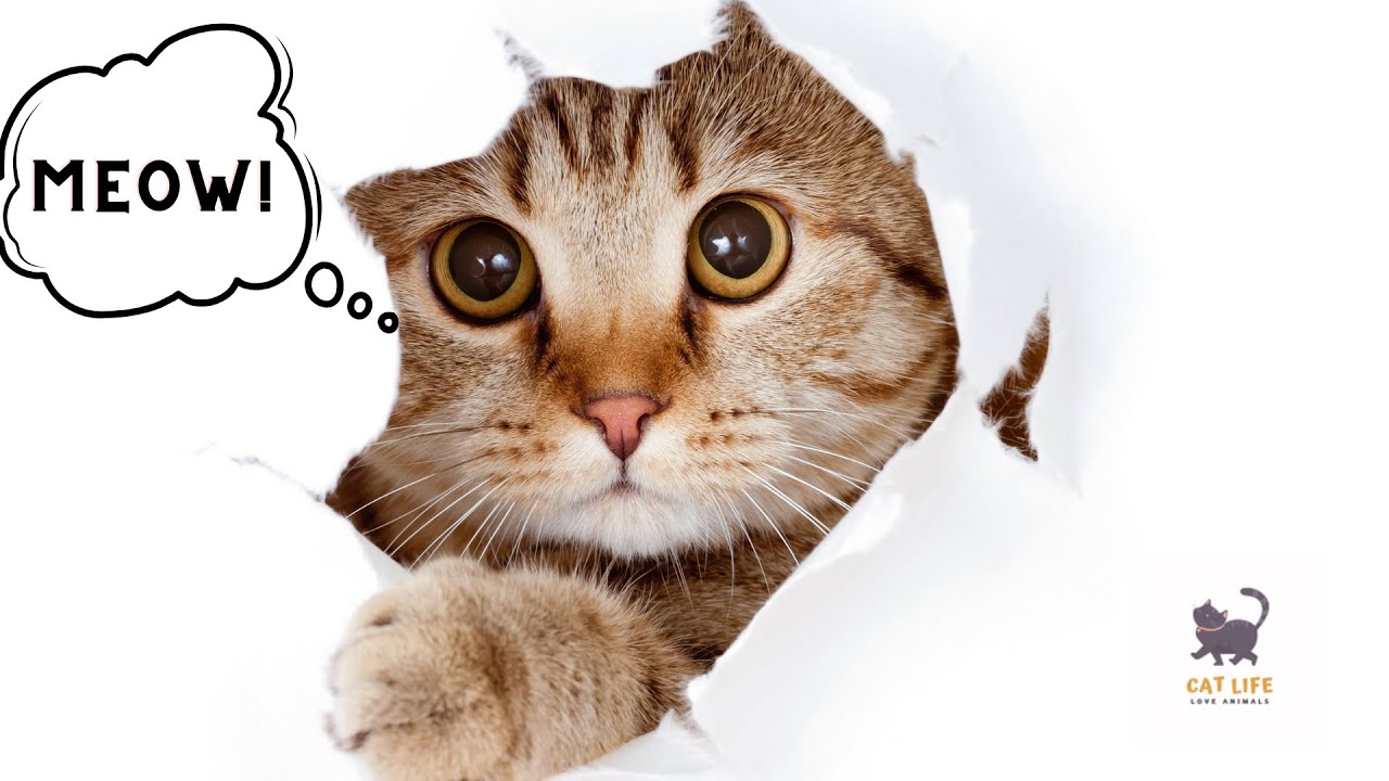 Cute Cat Voices! Voices Of Different Pet Cats YouTube