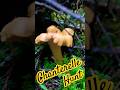 Chanterelle Mushroom Hunt in the Olympic Mountains 🍄 | PNW Foraging #shorts