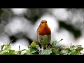 Rougegorge familier  erithacus rubecula  european robin