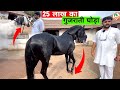           this is the  marwari kathiawadi horse of war 
