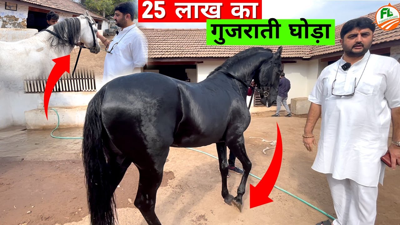 यह है युद्ध ⚠️ के मारवाड़ी काठियावाड़ी घोड़े 🐴 || This is the 🐴 Marwari Kathiawadi horse of war ⚠️