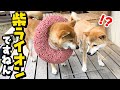 【柴犬】エリザベスカラーで柴ライオンに！？しんぱーいないさー！！