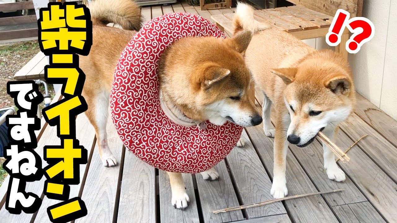 Shiba Inu] Turn into a Shiba Lion with an Elizabethan collar
