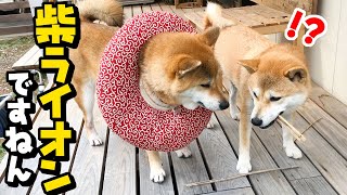【柴犬】エリザベスカラーで柴ライオンに！？しんぱーいないさー！！