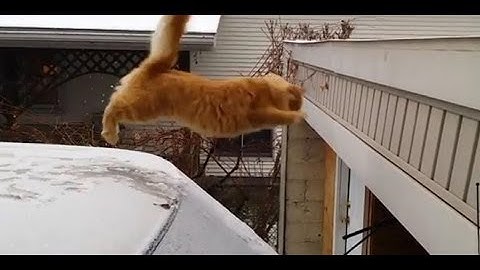 Try Not To Laugh Challenge - Funny Cat & Dog Vines compilation 2017