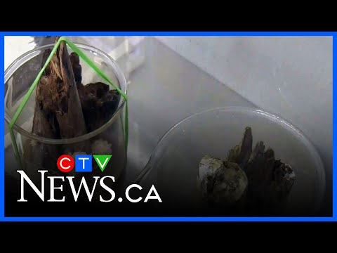 Controversial Defence Secures Sexual Assault Acquittal