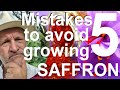 Five mistakes to avoid growing and planting saffron crocus