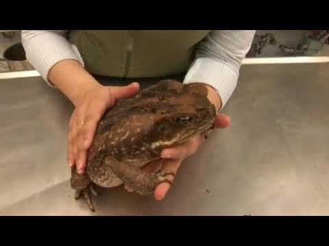 Cane Toad Facts