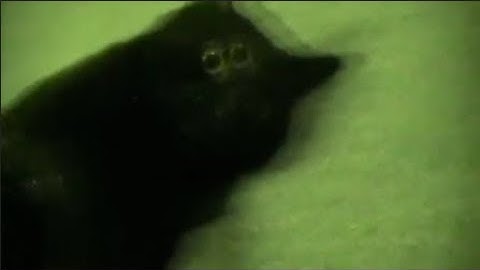 Talking Kitty Cat 7.5 - Sylvester