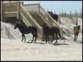 Official Wild Horses Of Corolla