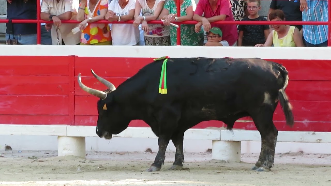Beaucaire 2024 - Le taureau Derrick de la manade Nicollin