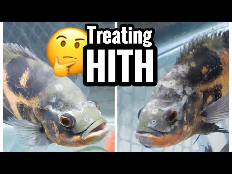 Oscar Fish Hole in Head Disease & Treatment