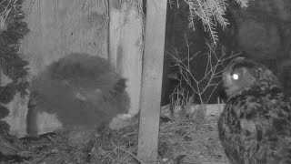 Kassikakk::Eagle Owl~Hanna returns 7 hours after banding with a snack ~10:58 p.m. 2024/05/16