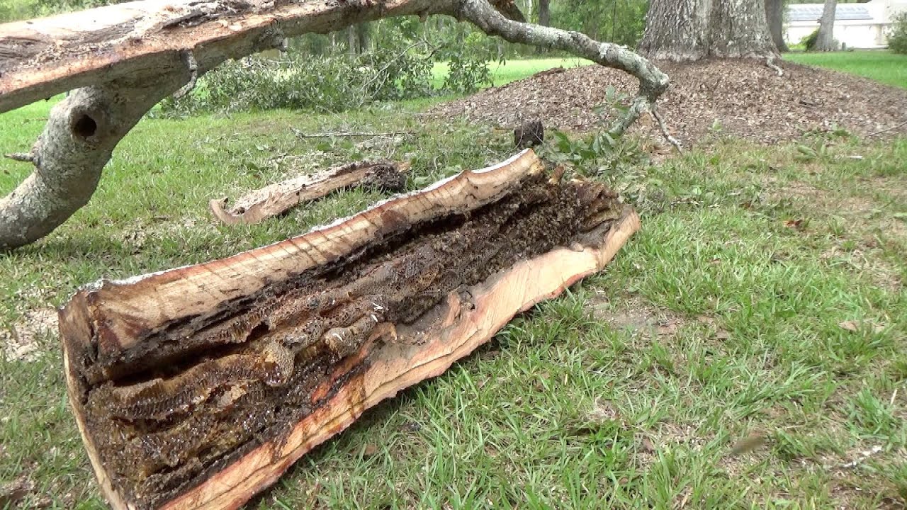 Rescuing bees after a windstorm.