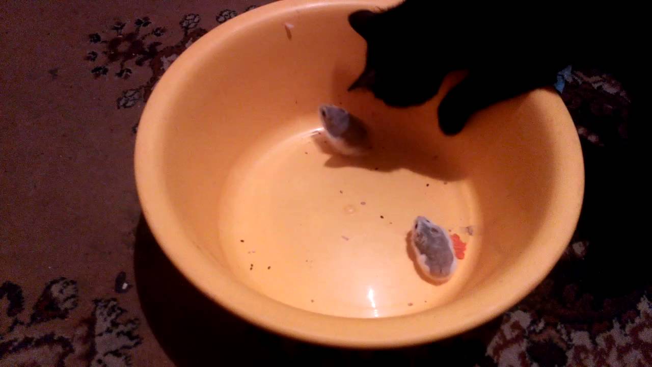 Мелисса и джунгарики - YouTube