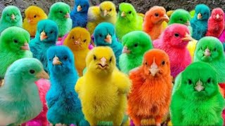 Ayam Warna-warni,Ayam Lucu Dunia,Ayam Seluruh Dunia, Bulu Warna-warni,Hewan Lucu Kelinci