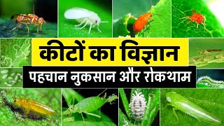 कीटों की पहचान और रोकथाम | identification and control of sucking pests | insect/pest insecticide