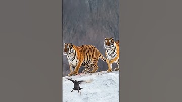 I Tried AI-Generated Music and Dance #ai #viral #shorts #youtube #video