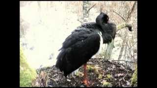 2013-04-17 9.41 AM EEST Black Stork call