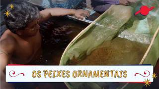 Os peixes ornamentais de Barcelos #parte2
