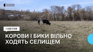 У Підволочиську худоба ходить селищем