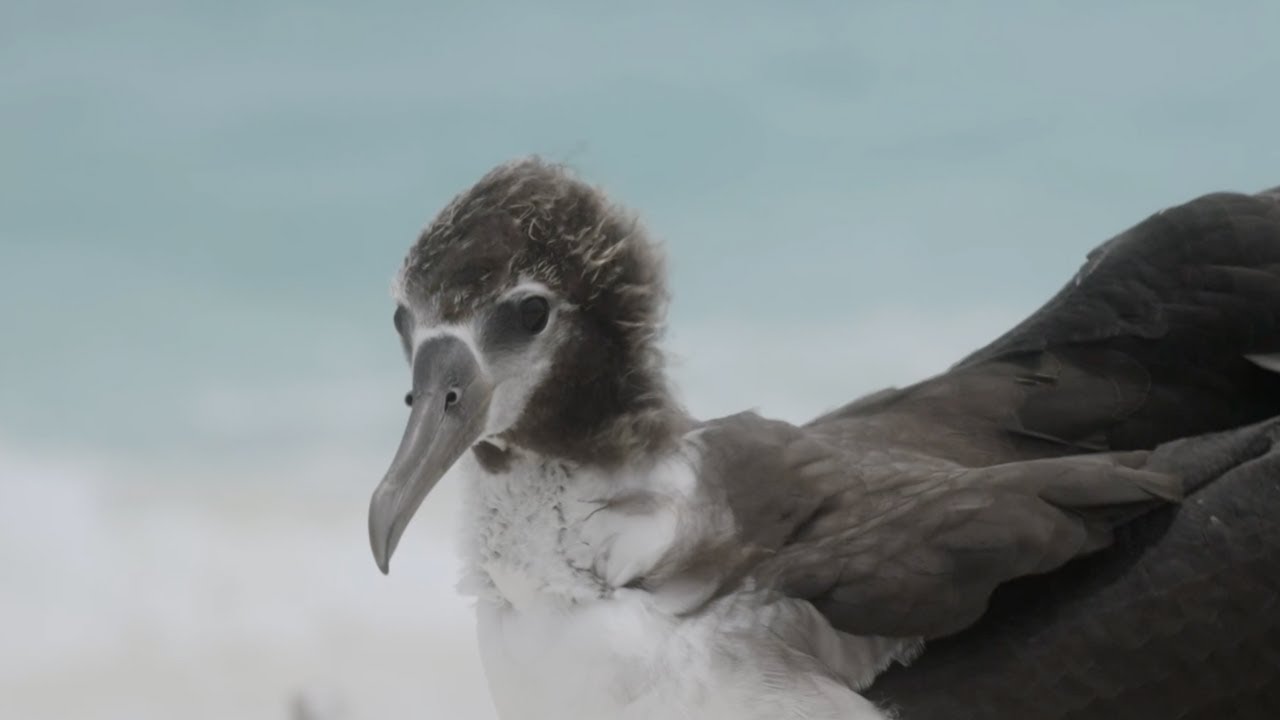 Watch Aukai - Albatross (Visuals by Chris Jordan) on YouTube Watch Aukai - Albatross (Visuals by Chris Jordan) on YouTube