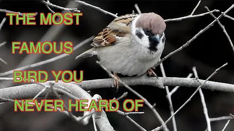 Eurasian Tree Sparrows in the States [NARRATED]